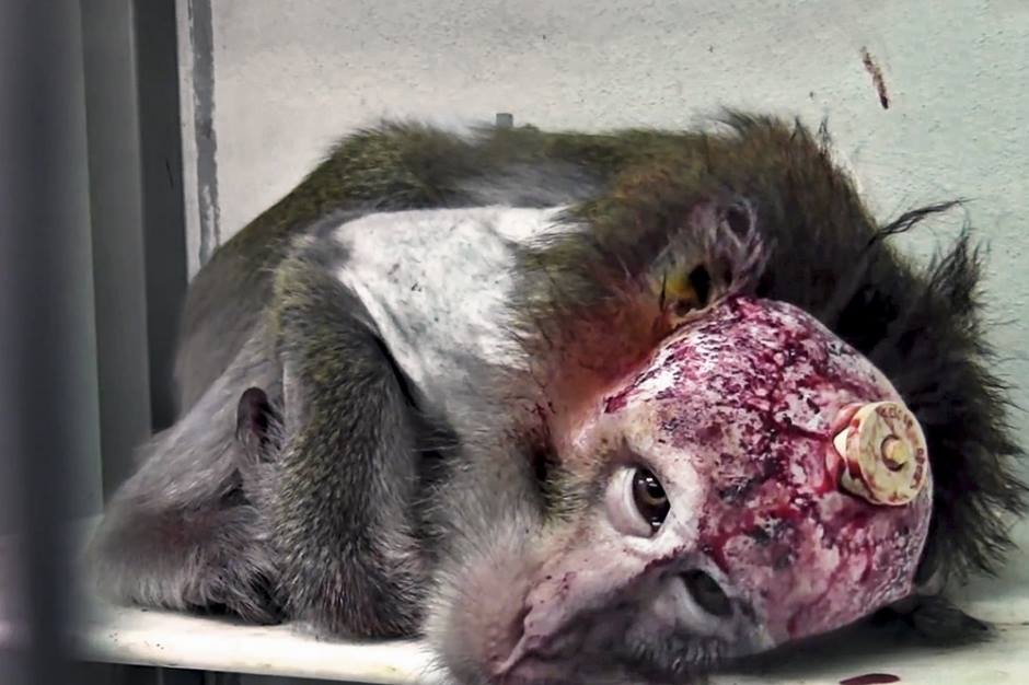 Contre la vivisection aux USA! Vivisection